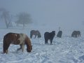 Winter1011 (45)